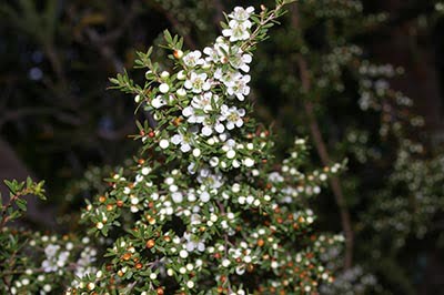 Tous les Leptospermum ne sont pas égaux