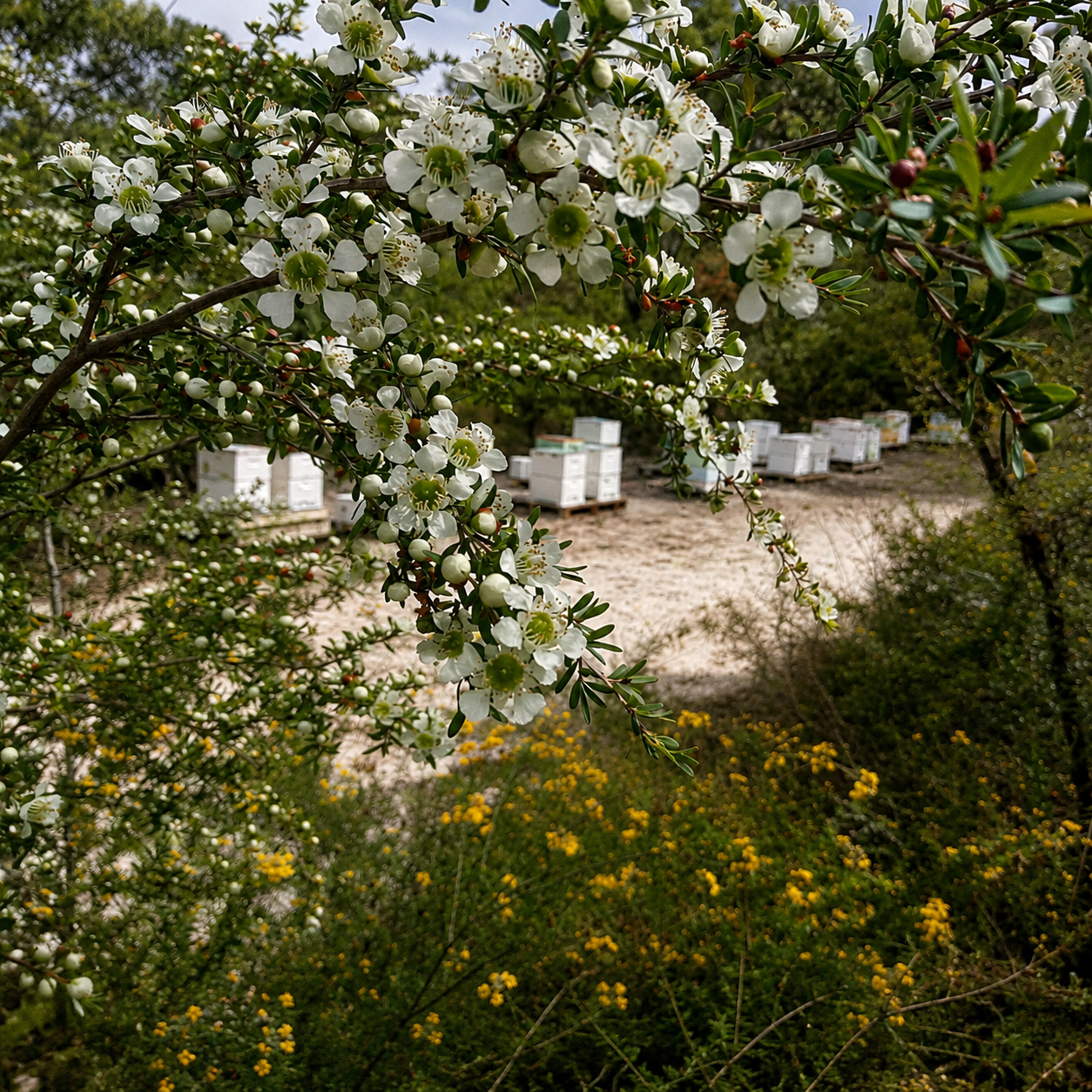 Manuka Honey MGO800 110g - Image 9