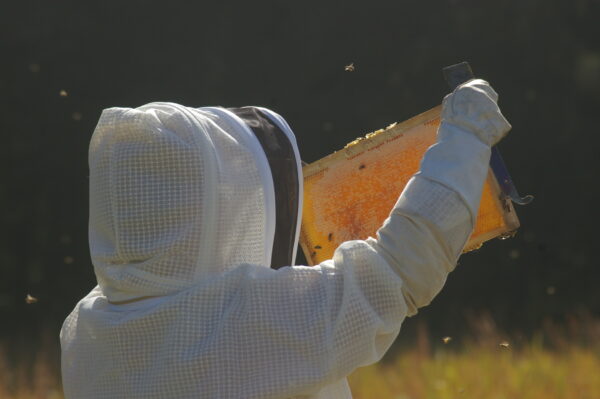 bulk ironbark honey