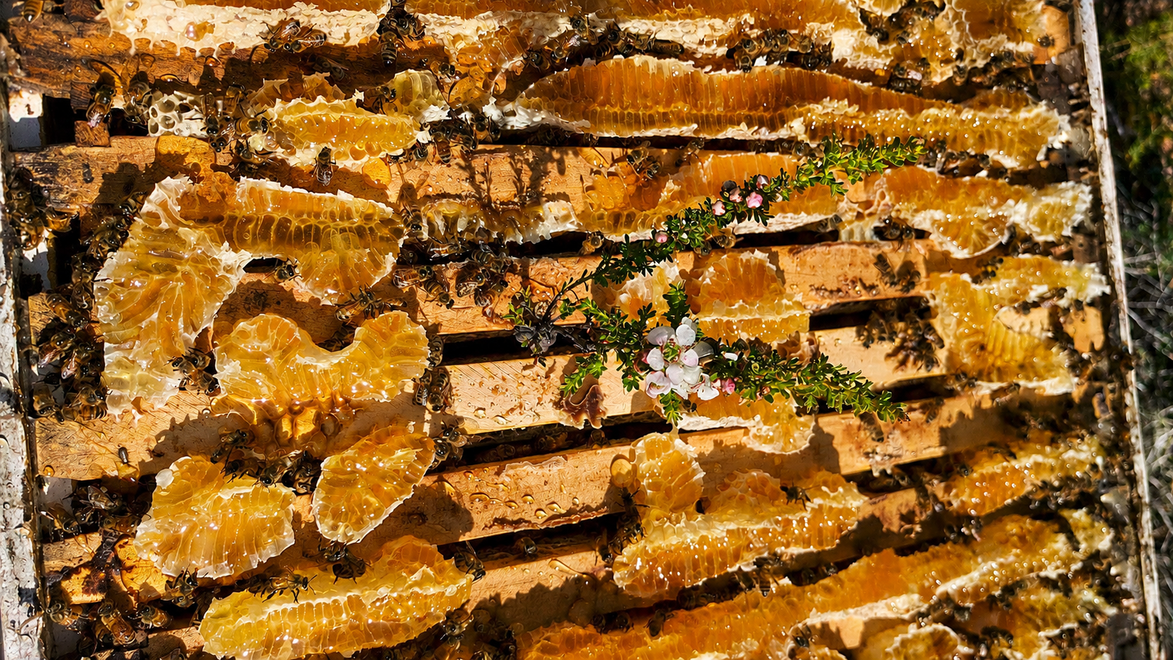 Manuka Honey MGO800 110g - Image 8